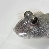 tantuyu 的頭像